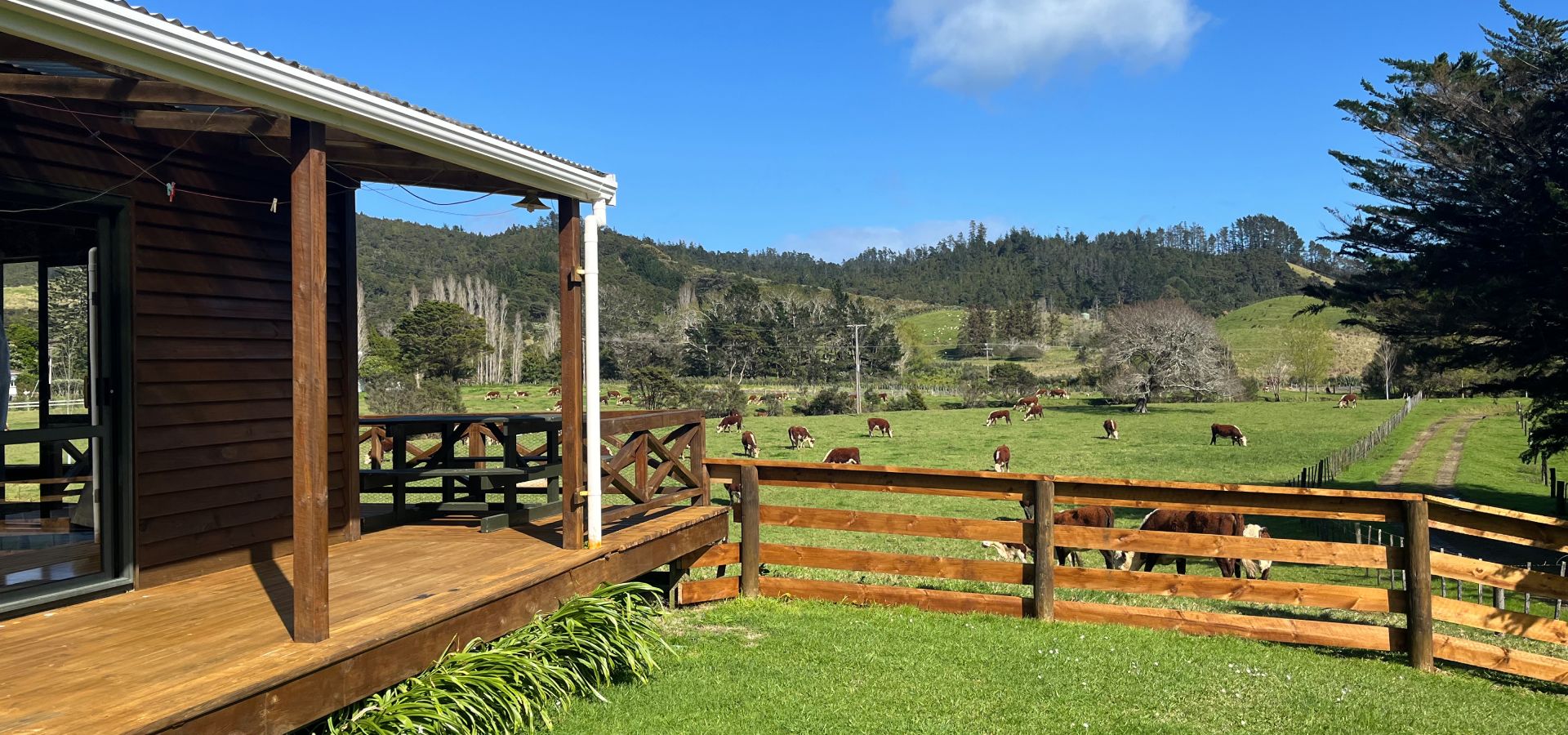 Exterior view of the Number 10 Farm House at Whitestar Station, with Hereford cattle grazing in the foreground paddock. Authentic farm stay accommodation in Colville, Coromandel
